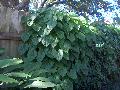 Air Potato Vine / Dioscorea batata